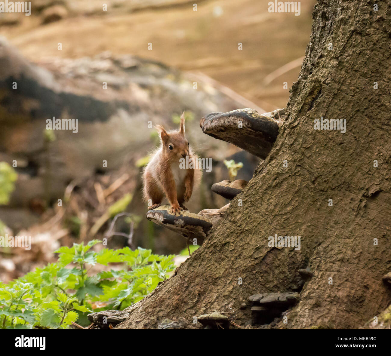 Red Squirrel on bracket fungus on Brownsea Island. Stock Photo