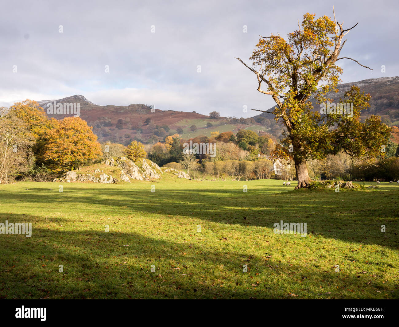 Trees display autumn colours under the fells of England's Lake District National Park in the Rothay Valley at Ambleside. Stock Photo