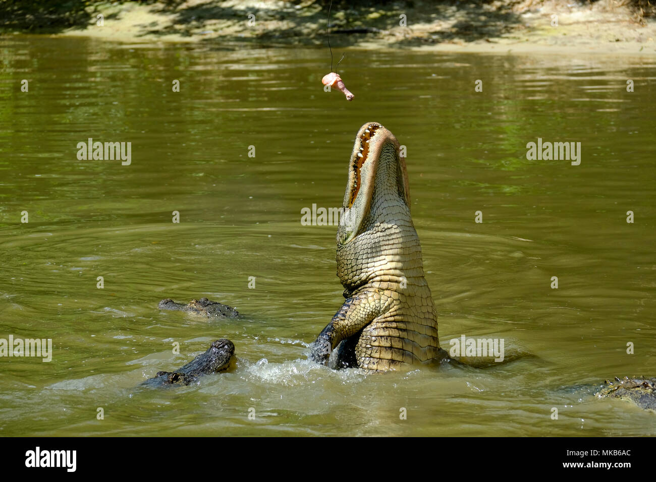 Alligators feeding in Wild Florida reserve, USA Stock Photo Alamy