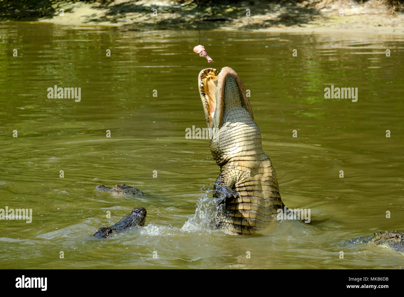 Alligators feeding in Wild Florida reserve, USA Stock Photo Alamy