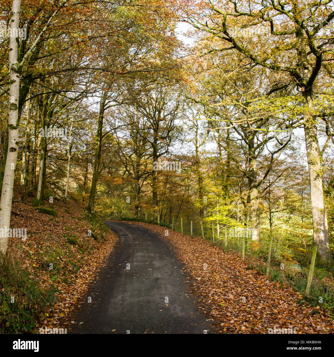 Trees displaying autumn colours line a quiet country lane, part of National Cycle Network route 6, near Ambleside in England's Lake District National  Stock Photo