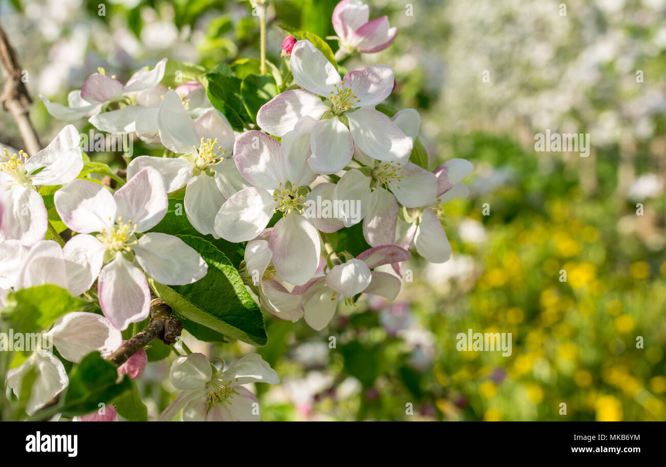 Blooming apple tree in spring time. Stock Photo
