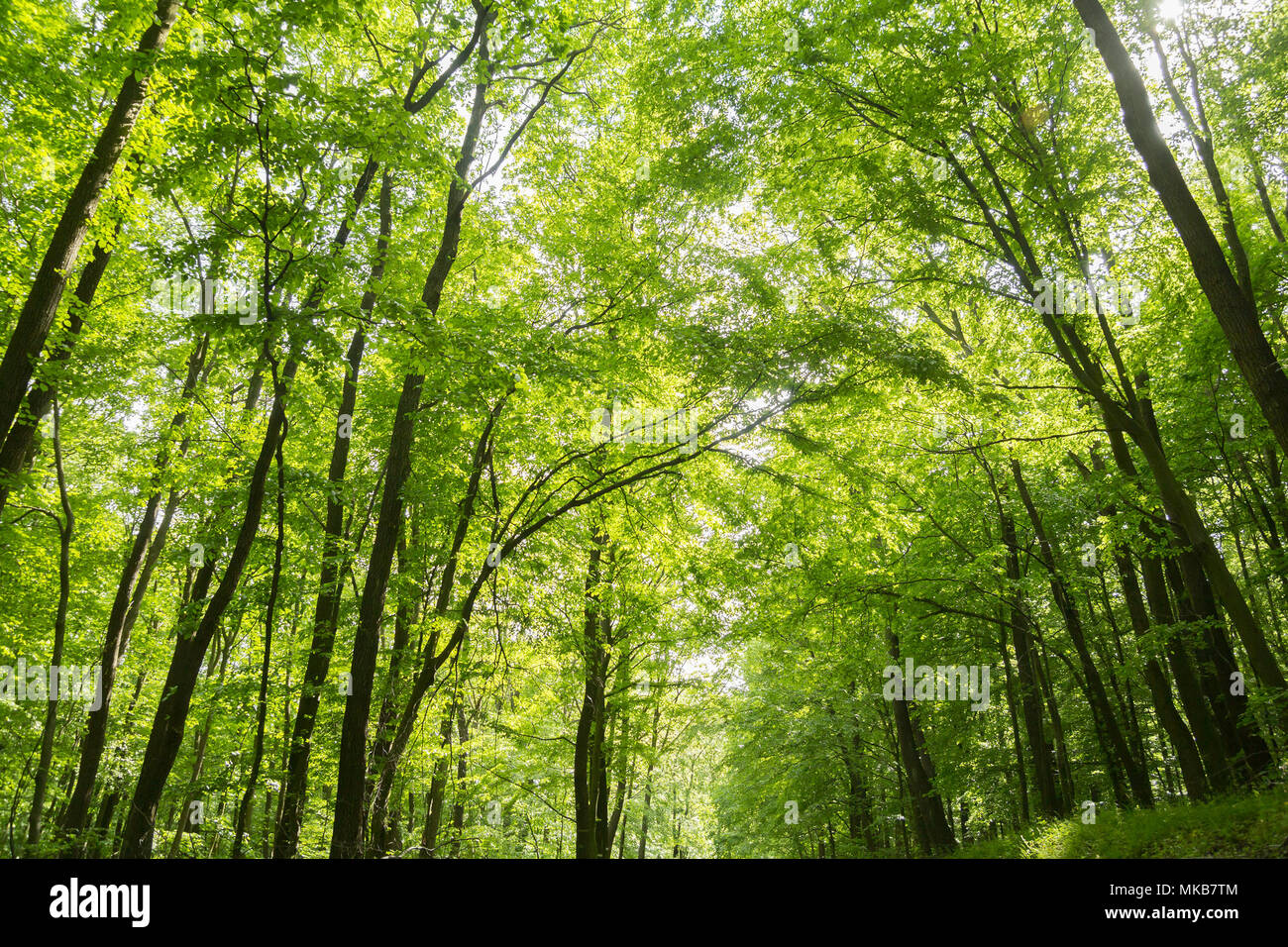 fresh green forest in spring season Stock Photo