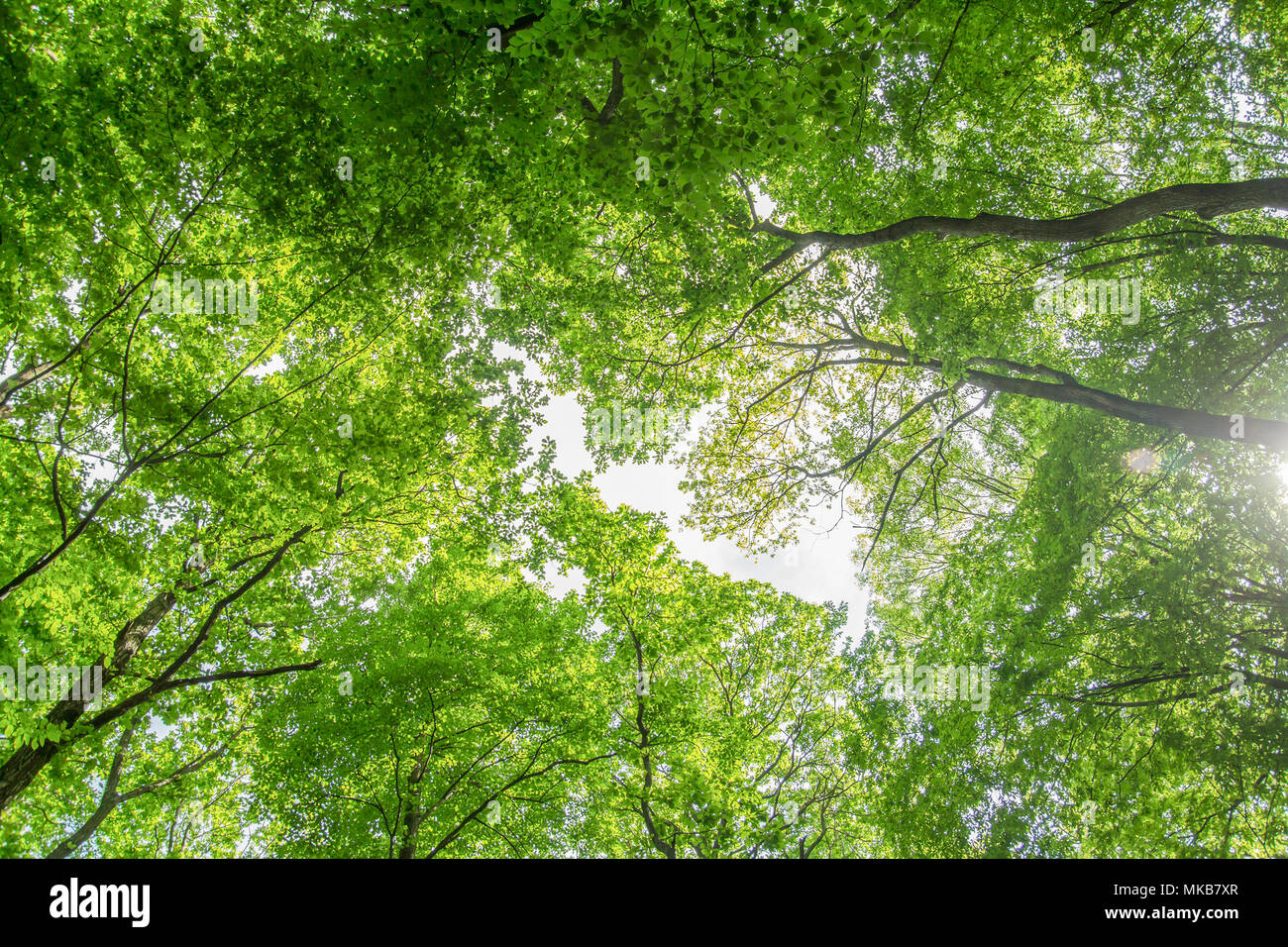 green leaves tree canopy low angle view Stock Photo