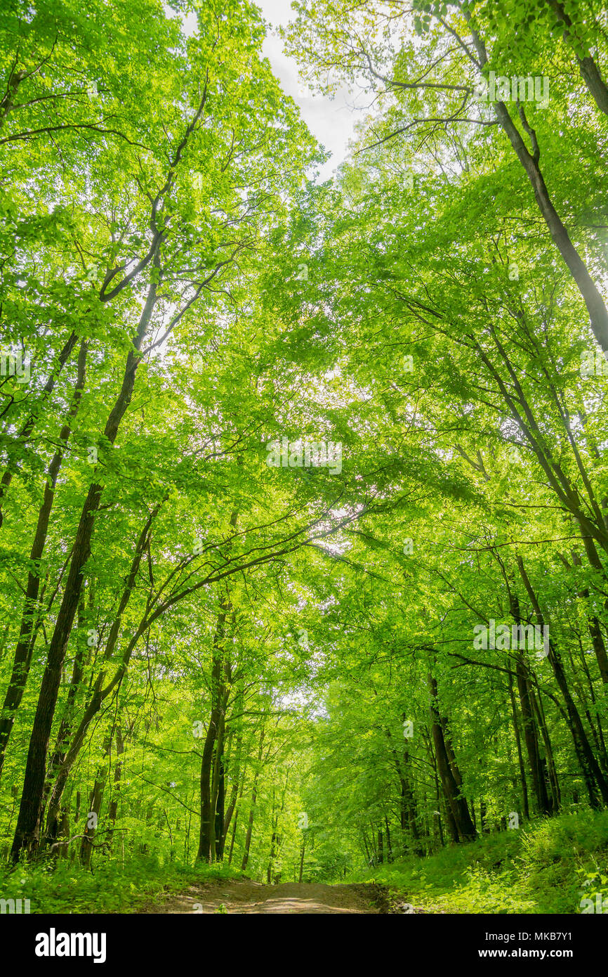 green leaves tree canopy low angle view Stock Photo