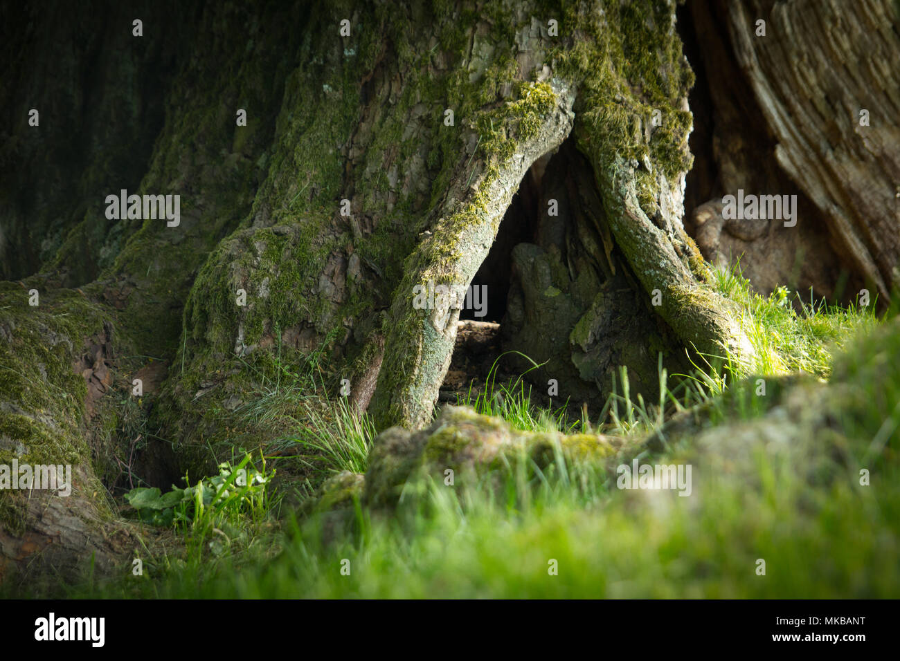 tree roots and green grass closeup Stock Photo