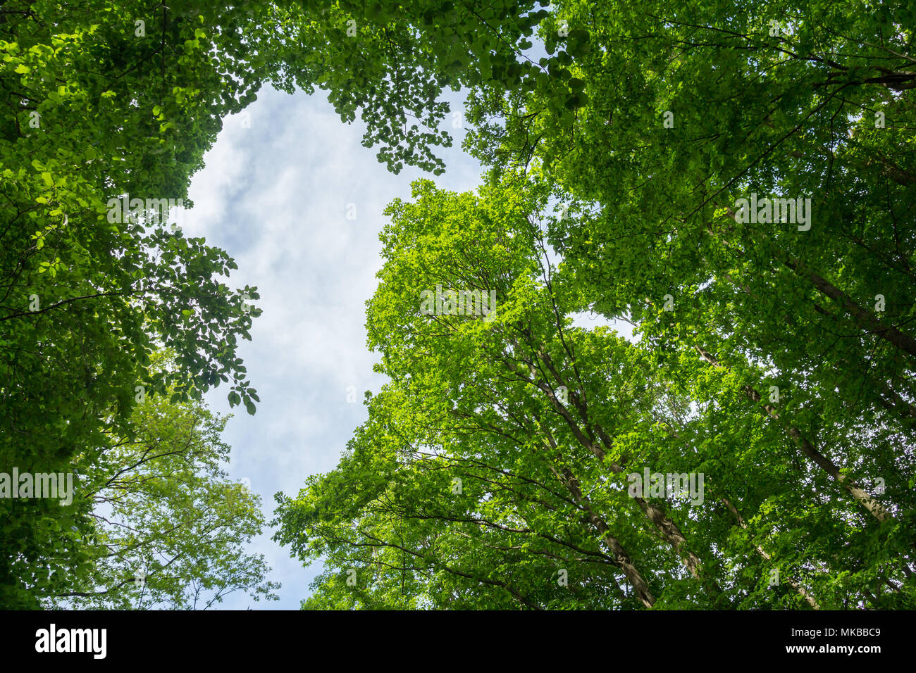 green leaves tree canopy low angle view Stock Photo