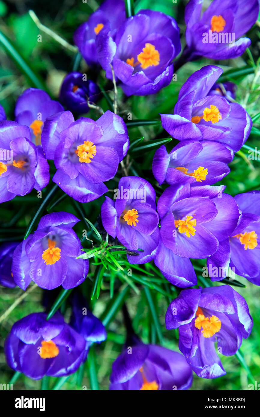 Spring scener hi-res stock photography and images - Alamy