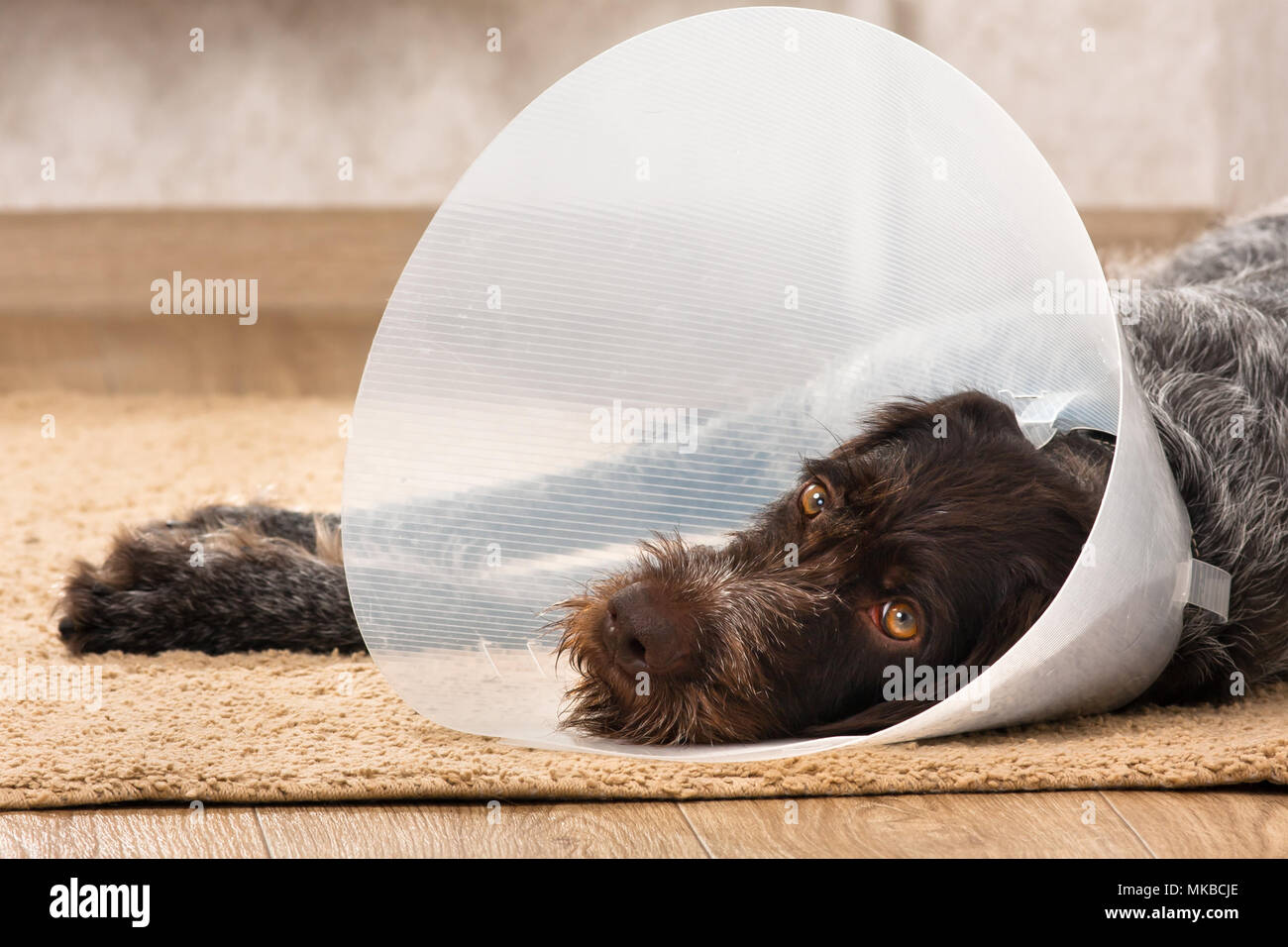 dog with plastic elizabethan (buster) collar lying on the floor Stock