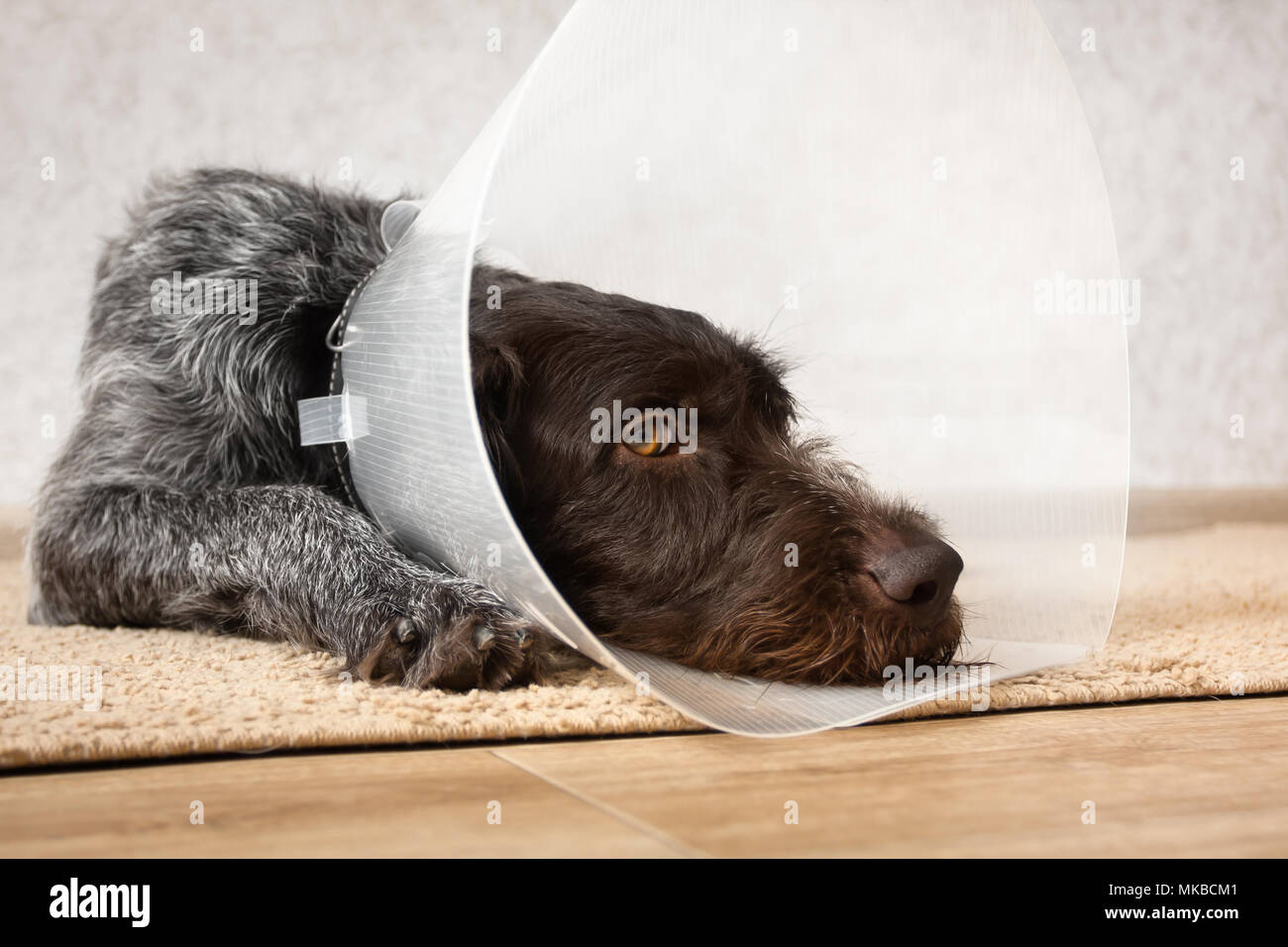 dog with elizabethan (buster) collar lying on the floor Stock Photo