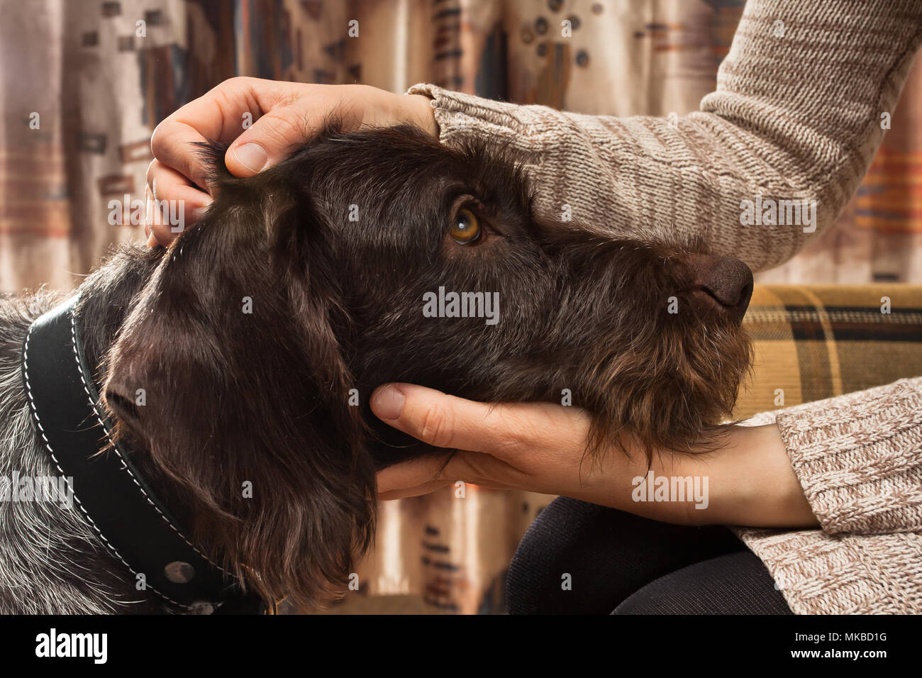 hands of owner petting head of dog Stock Photo Alamy