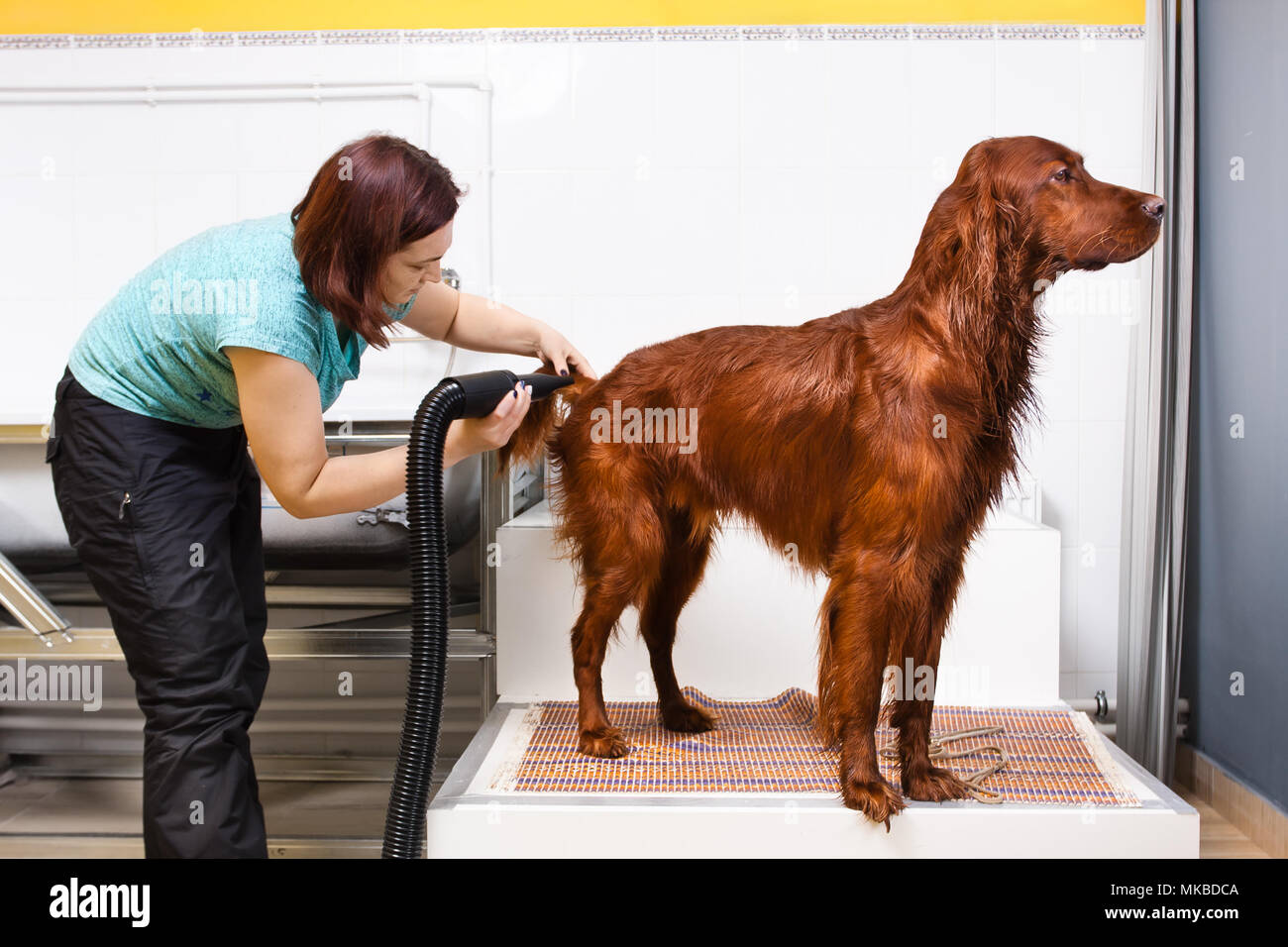 pet groomer drying fur of dog with hair dryer at salon Stock Photo Alamy