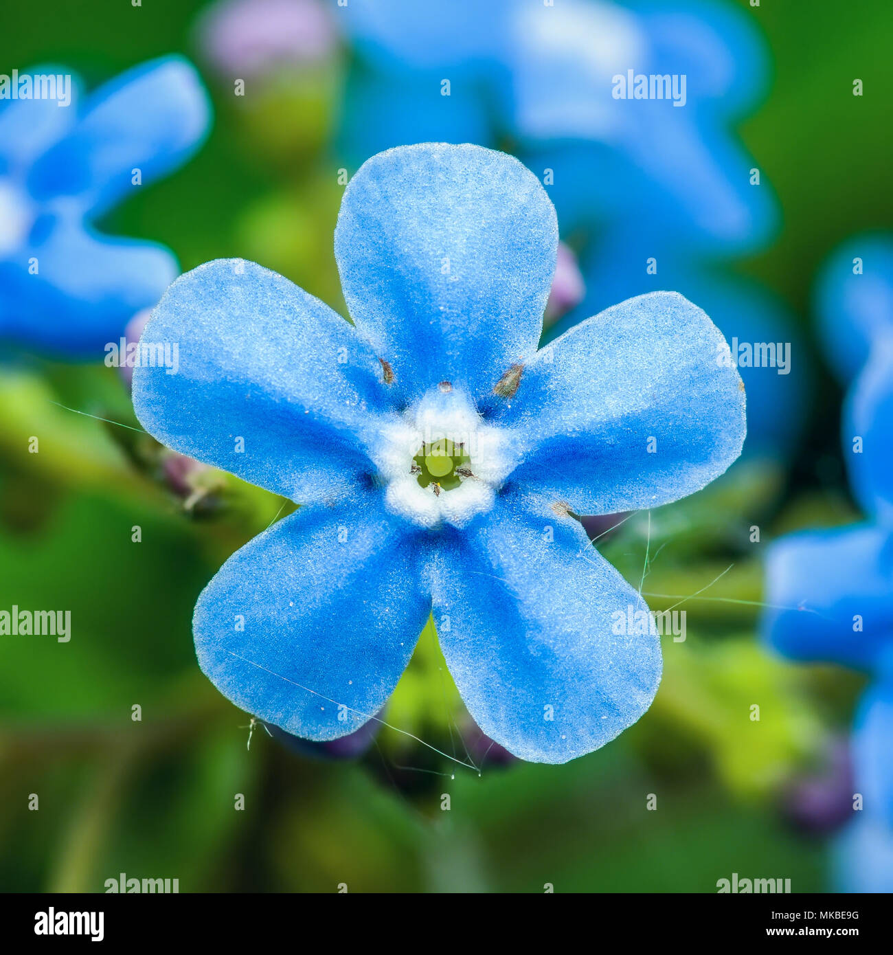 Tender Blue Forget-Me-Not Myosotis Brunnera Boraginaceae Flower Macro Stock Photo