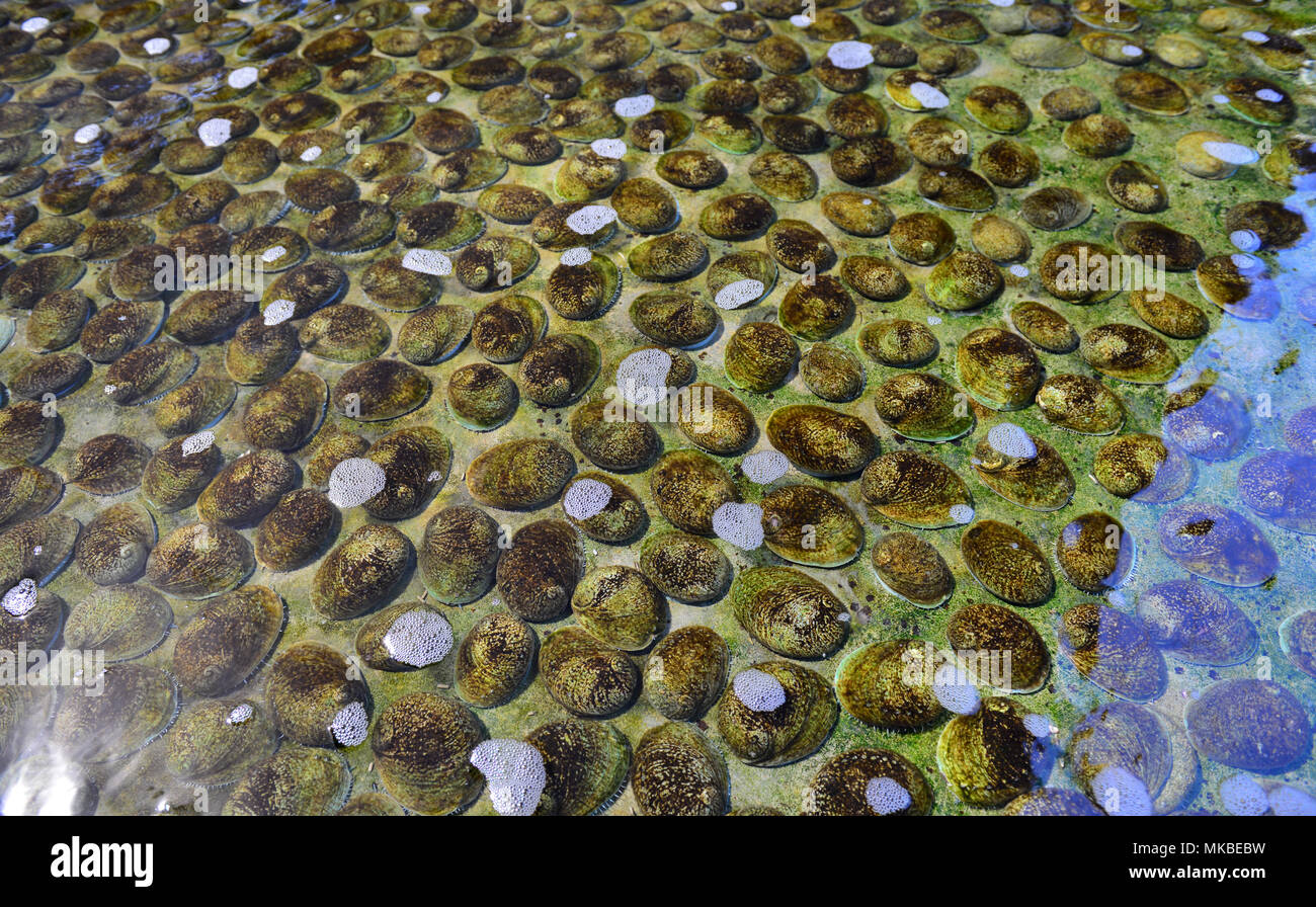 ABALONE FARMING IN AUSTRALIA Stock Photo Alamy