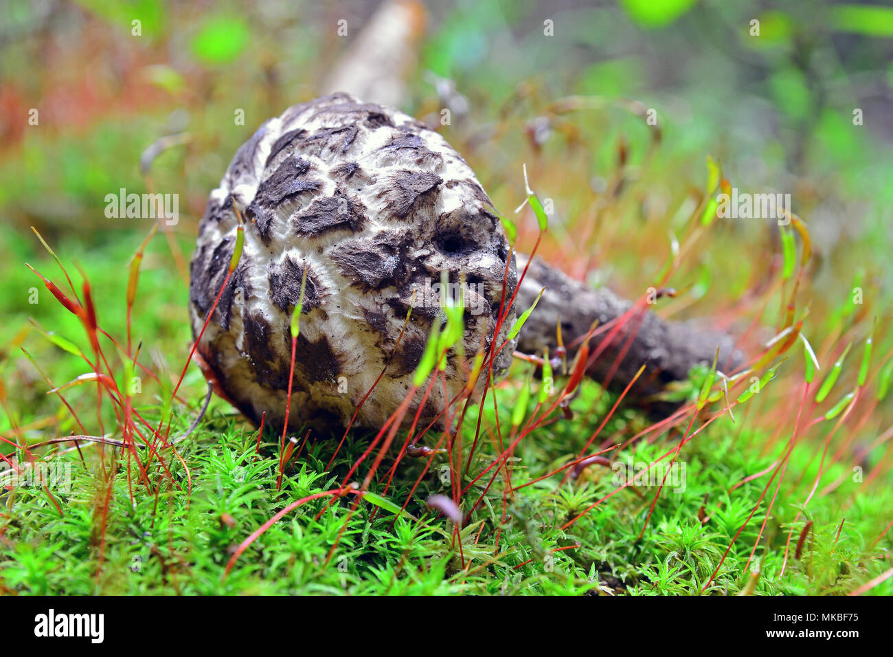 stromilomyces strobilaceus mushroom in the forest Stock Photo