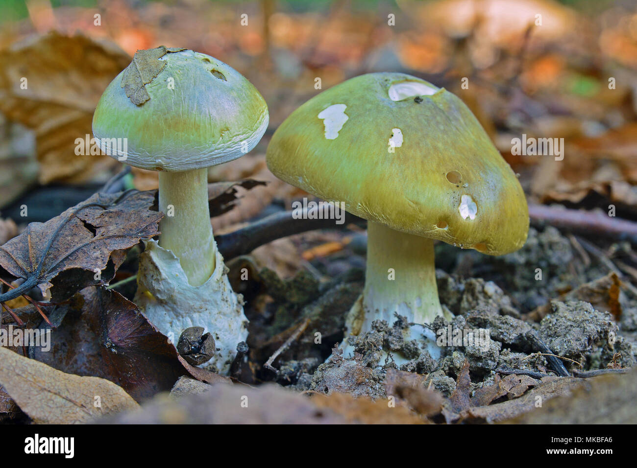deadly toxic amanita phalloides mushroom, deathcap Stock Photo