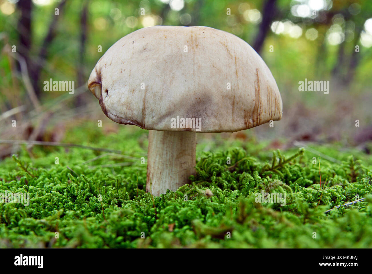 rare leccinum holopus mushroom, also known as the white birch bolete Stock Photo