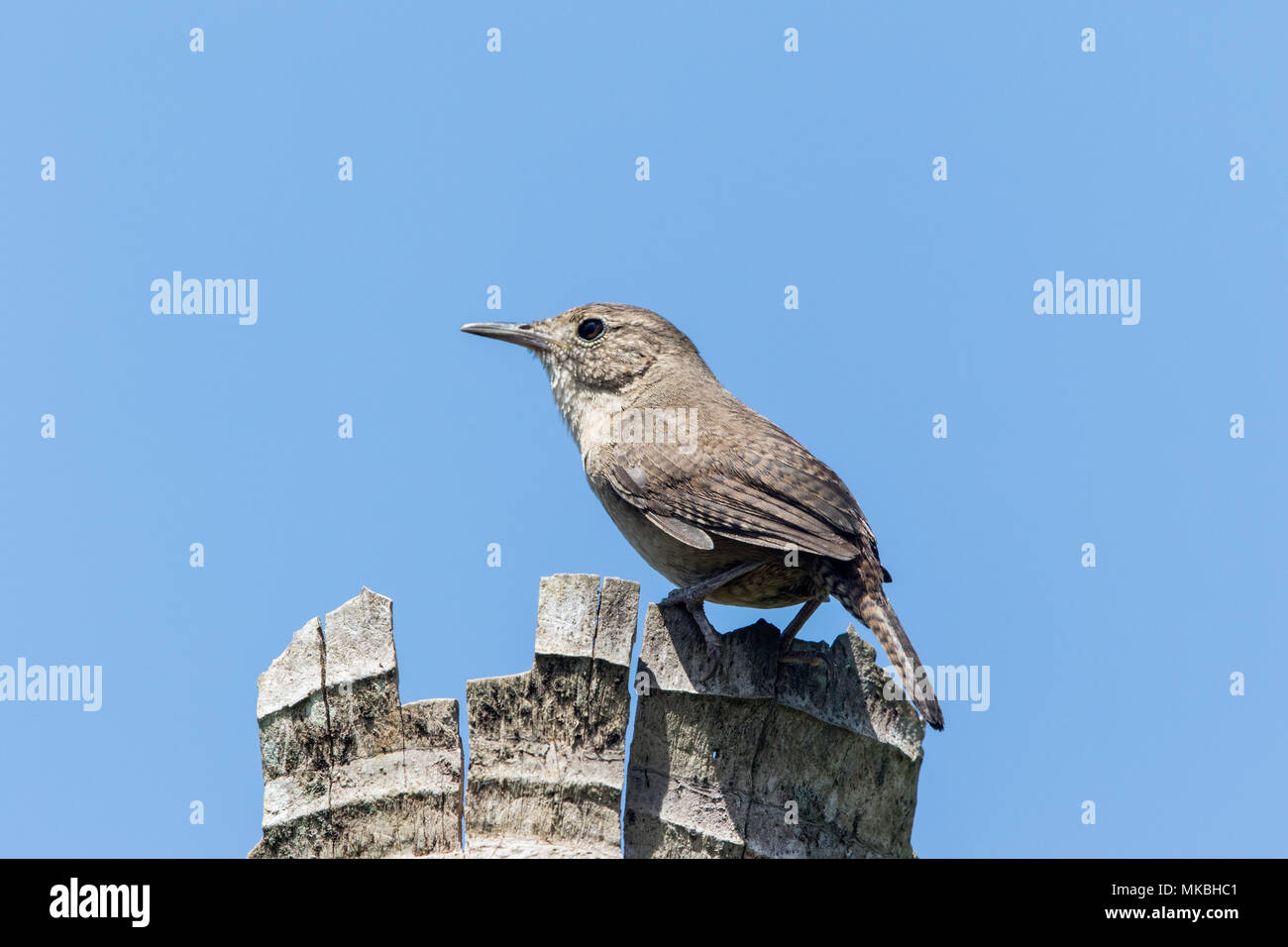 adult house wren Troglodytes aedon perched on dead palm tree, Costa Rica Stock Photo