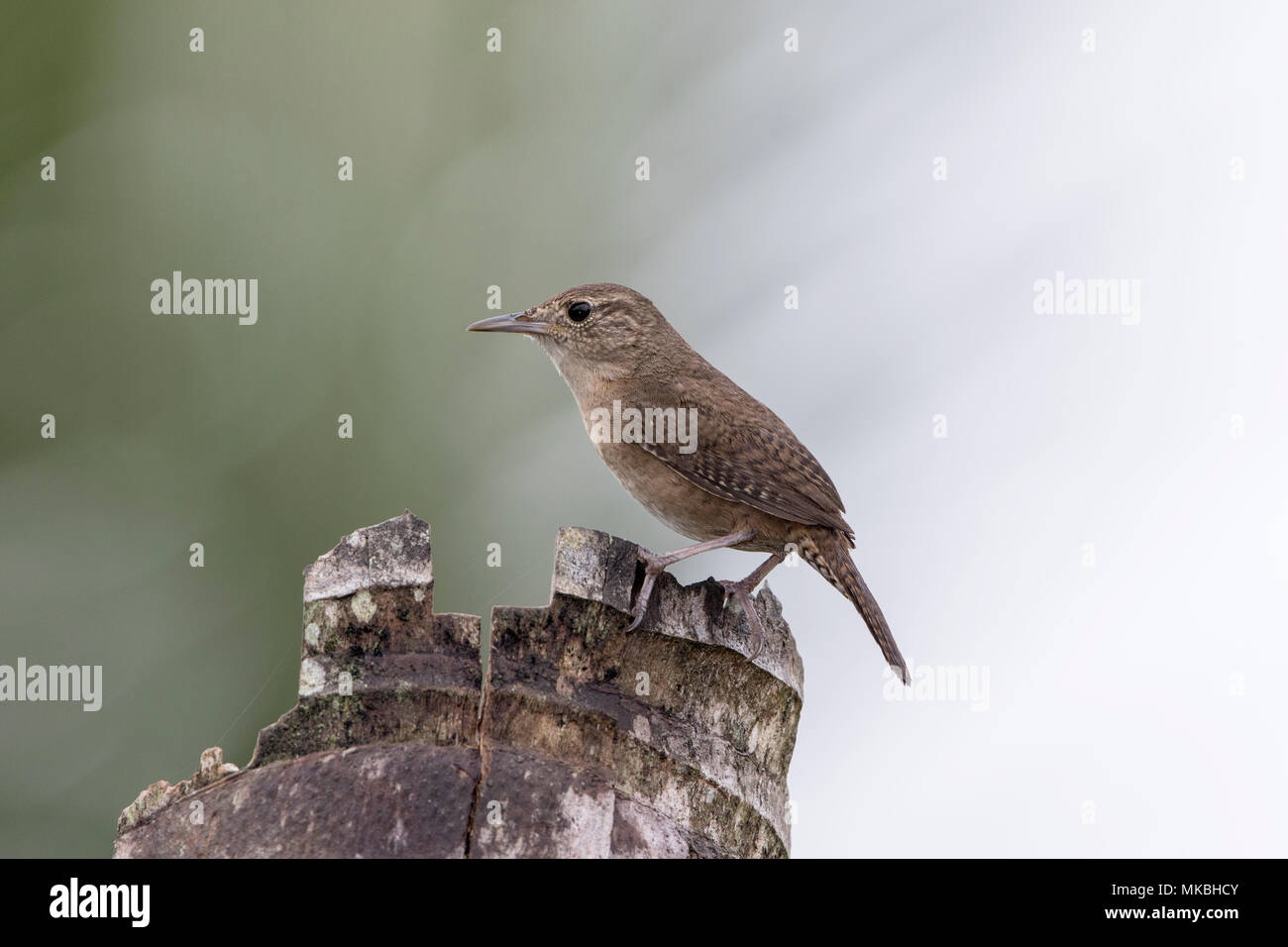 adult house wren Troglodytes aedon perched on dead palm tree, Costa Rica Stock Photo