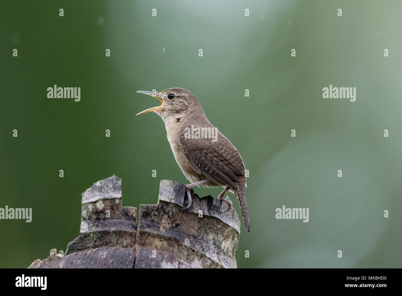 adult house wren Troglodytes aedon singing while perched on dead palm tree, Costa Rica Stock Photo