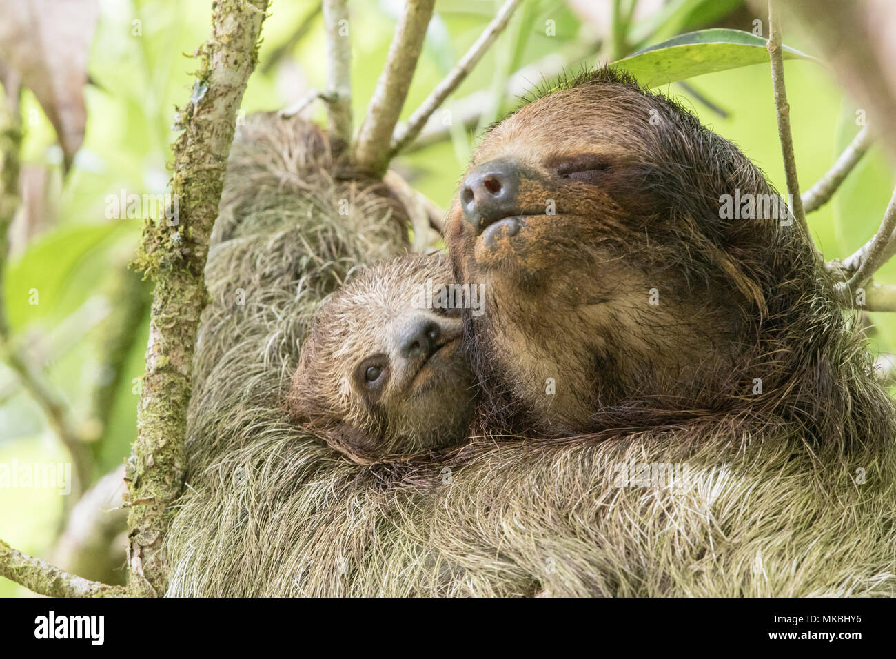 brown-throated sloth or three-toed sloth Bradypus variegatus adult female and baby resting on tree branch in Costa Rica Stock Photo