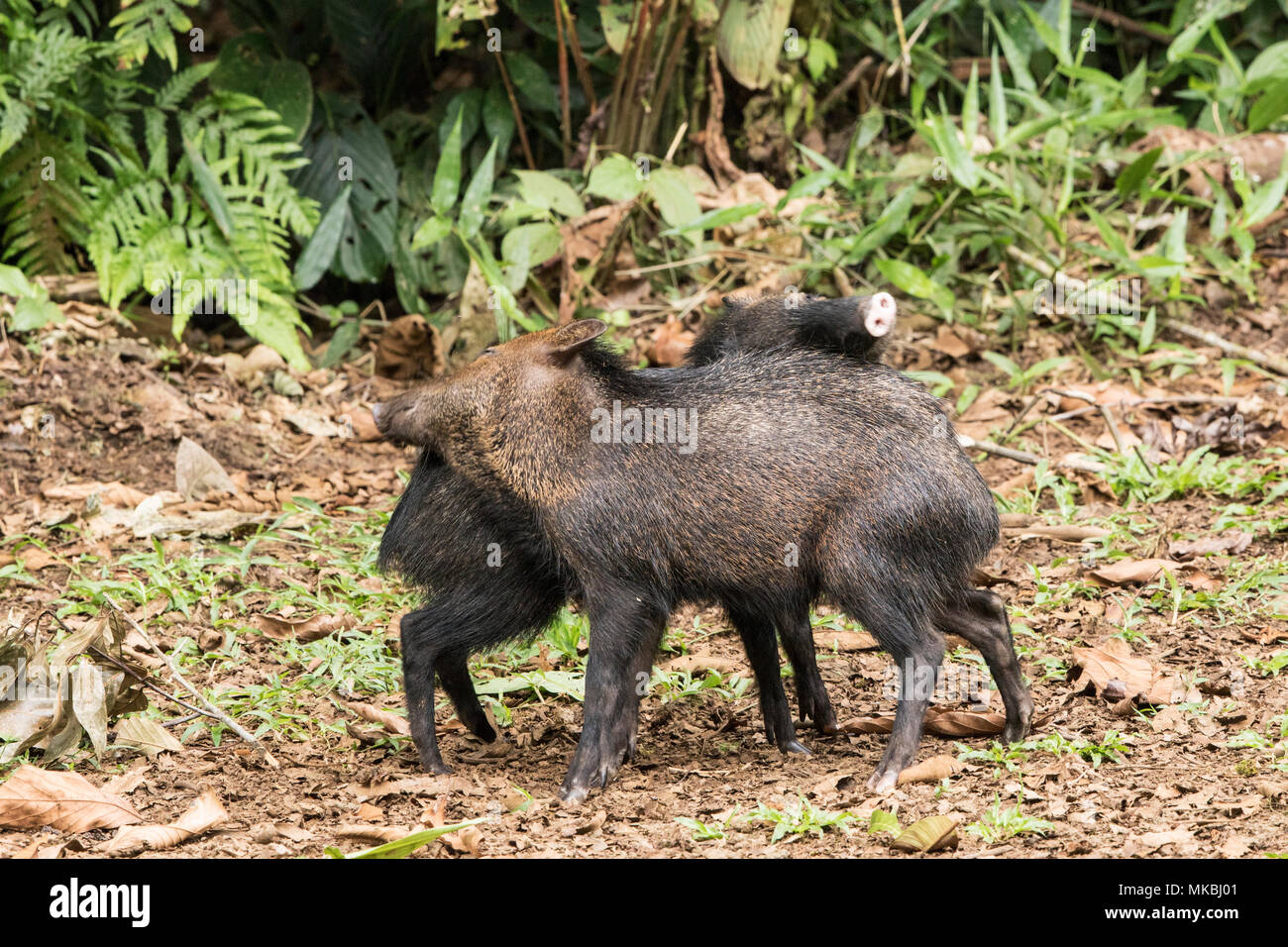 collared peccary Pecari tajacu two animals interacting on forest floor in  leaf litter, Costa Rica Stock Photo - Alamy