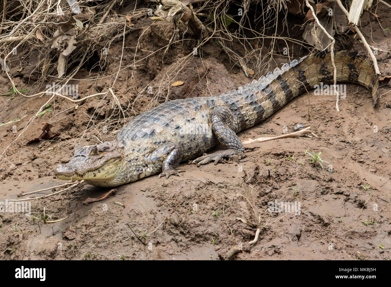 spectacled caiman Caiman crocodilus adult resting on mud on river bank, Costa Rica Stock Photo