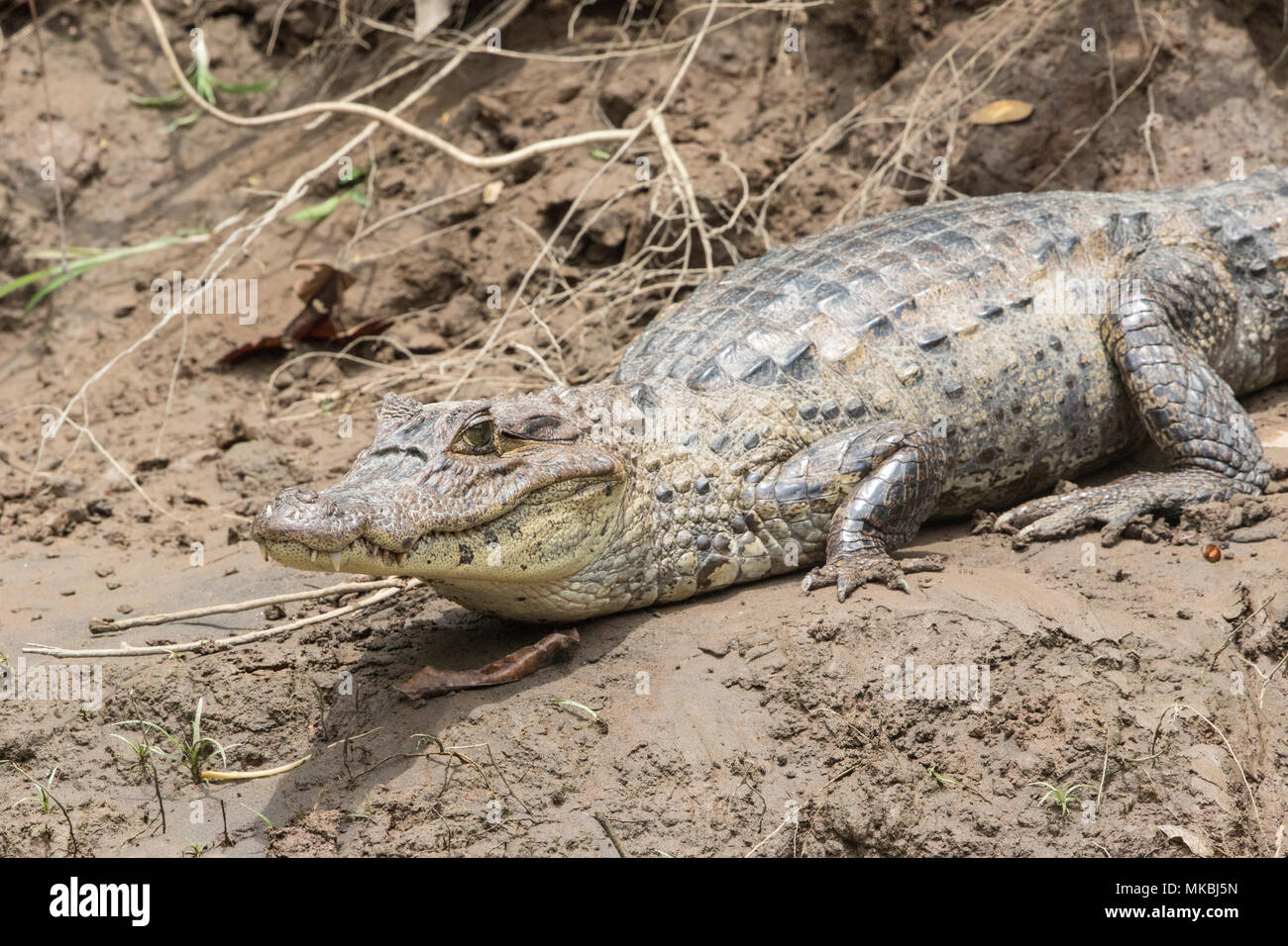 spectacled caiman Caiman crocodilus adult resting on mud on river bank, Costa Rica Stock Photo