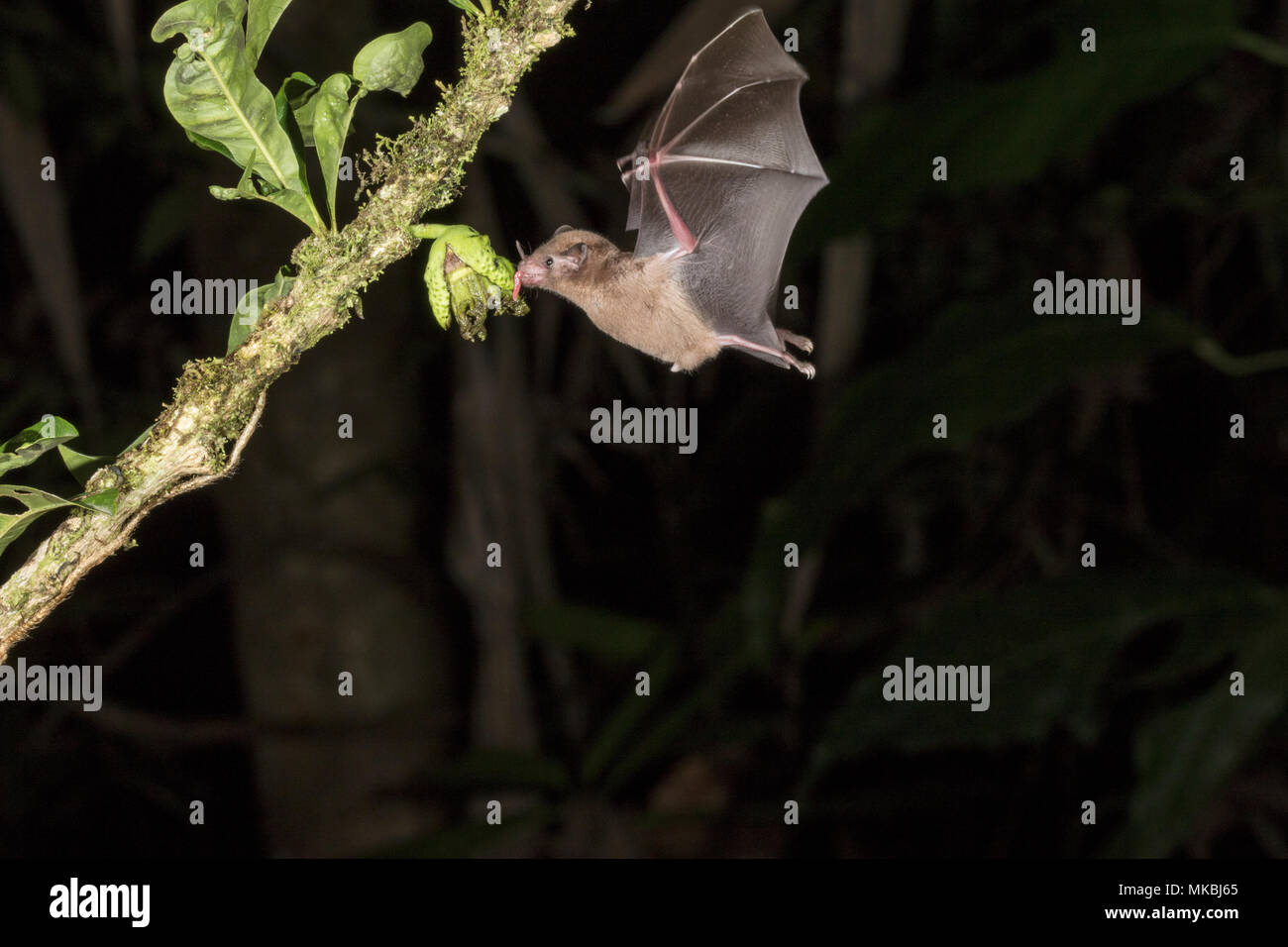 bat feeding on nectar of flower in tropical rainforest at night Stock ...