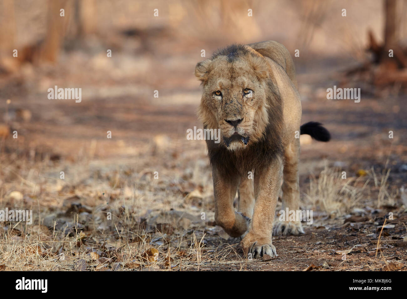 Asiatic Male Lion at Gir forest, India . Stock Photo
