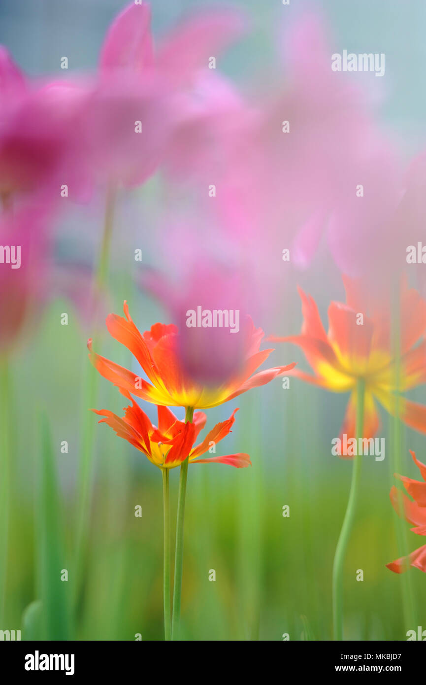 Spring bulb bloom hi-res stock photography and images - Alamy