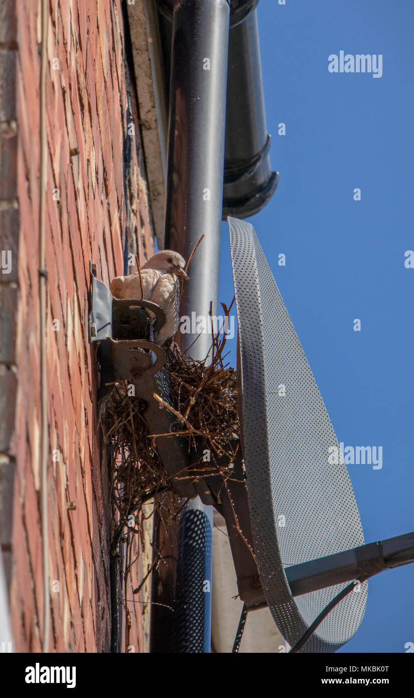 Collared dove nest behind satellite dish with chicks Stock Photo