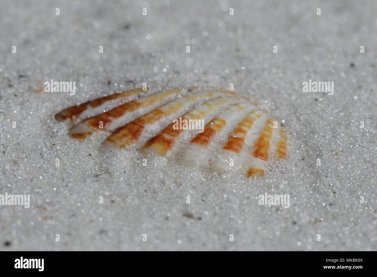 Close-up of an Atlantic Giant Cockle shell, Dinocardium robustum, found buried in sand near Naples, Florida Stock Photo