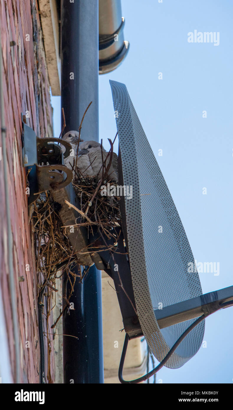 Collared dove nest behind satellite dish with chicks Stock Photo