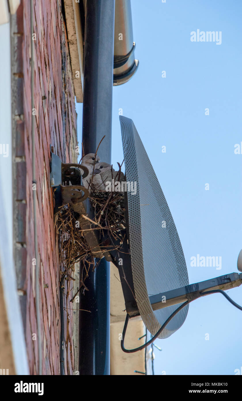 Collared dove nest behind satellite dish with chicks Stock Photo