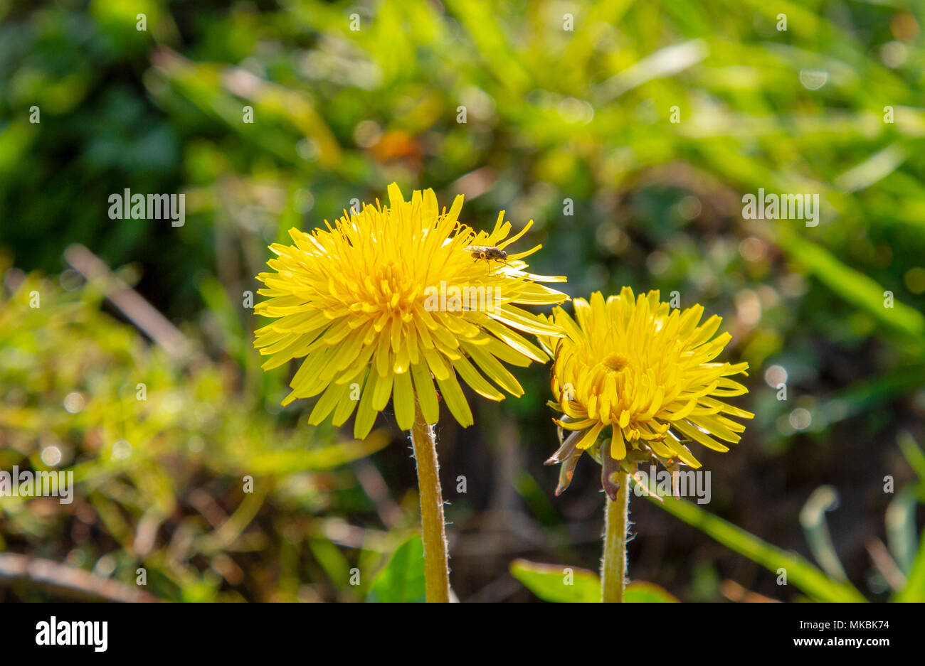 Insect on Dandelion head Stock Photo