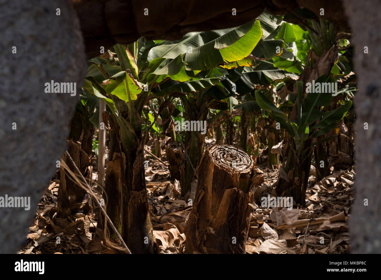 Banana plants, triploid of the Musa Acuminata colla AAA species