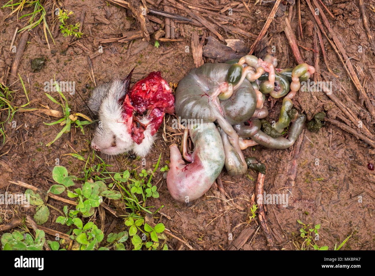 Entrails and guts of a dead mouse on the ground Stock Photo