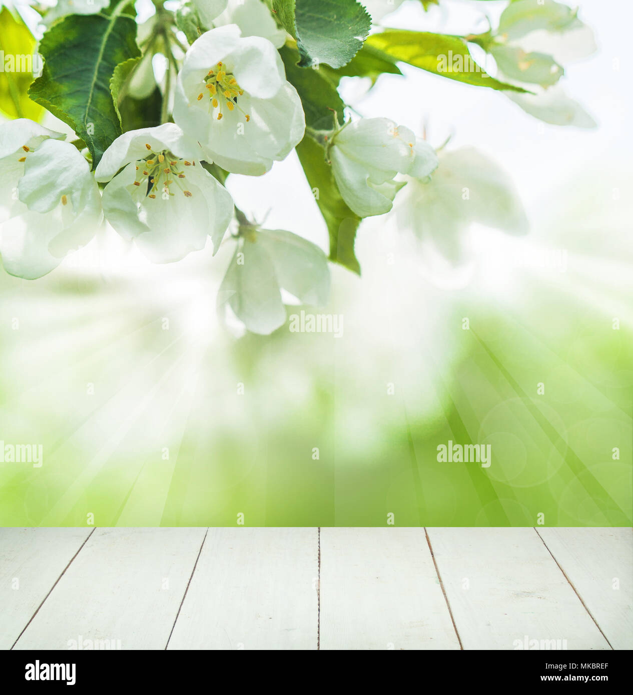 Beautiful Nature Background with White Flowers, Green Leaves ...