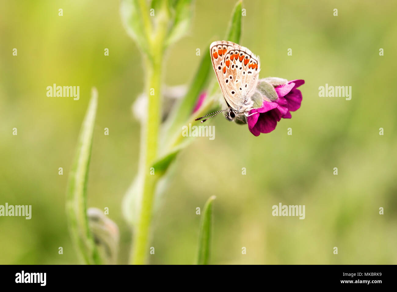 Cupido argiades butterflies in nature macro shot Stock Photo