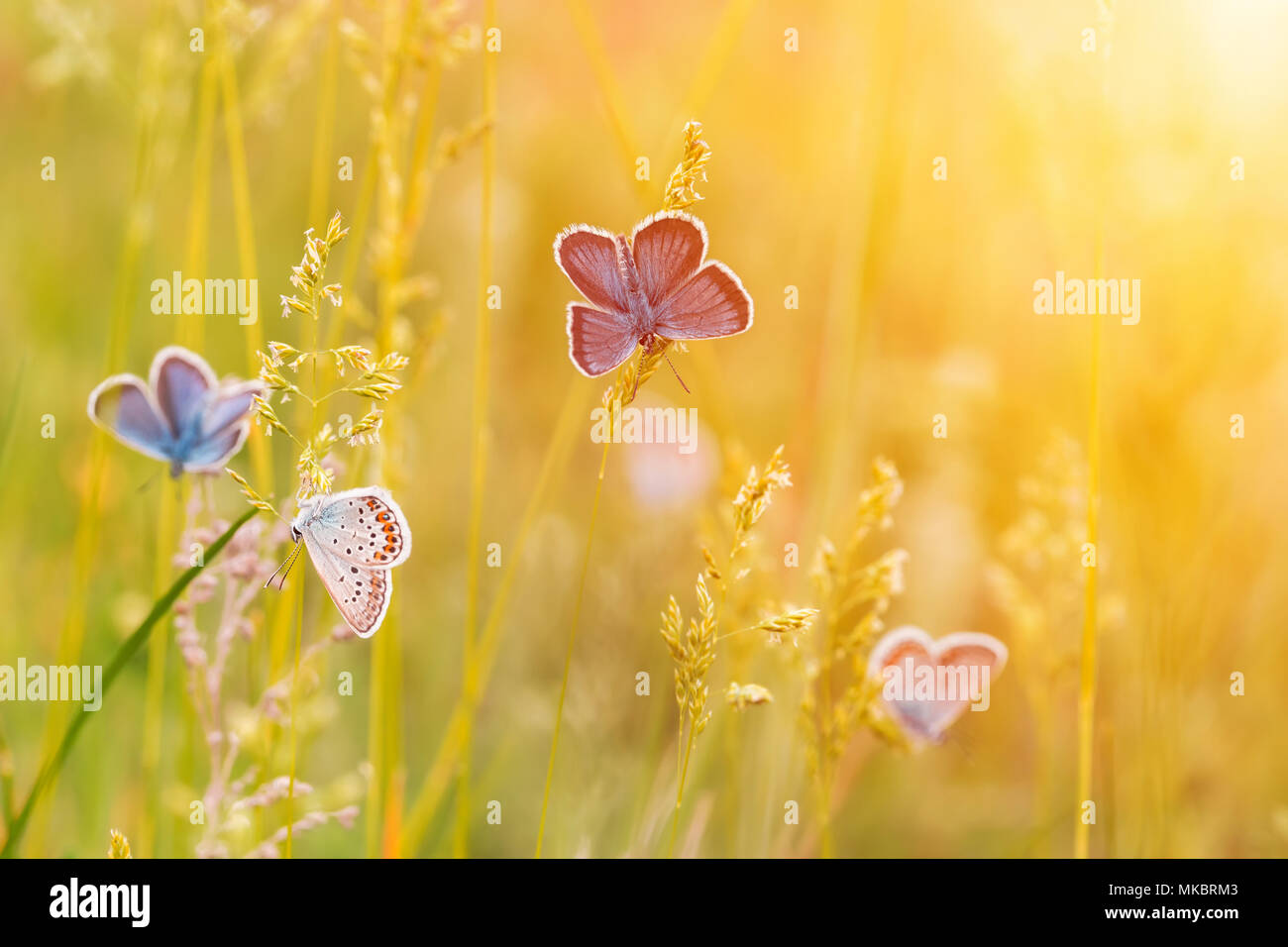 Wild meadow grass and many butterflies in nature macro shot Stock Photo
