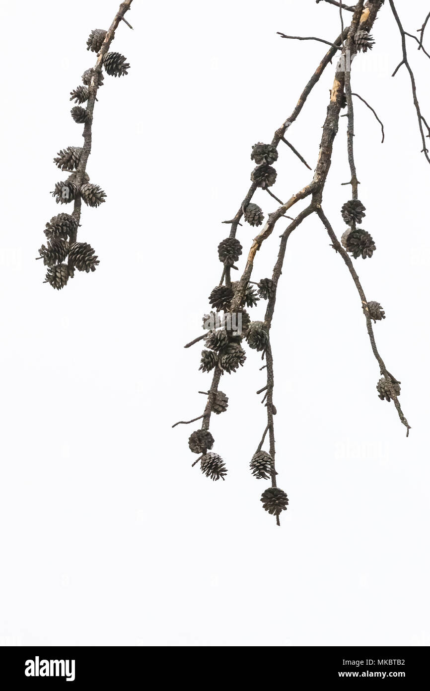 Jack Pine, Pinus banksiana, branch with serotinous cones in Nebraska National Forest within the Nebraska Sandhills region, USA Stock Photo