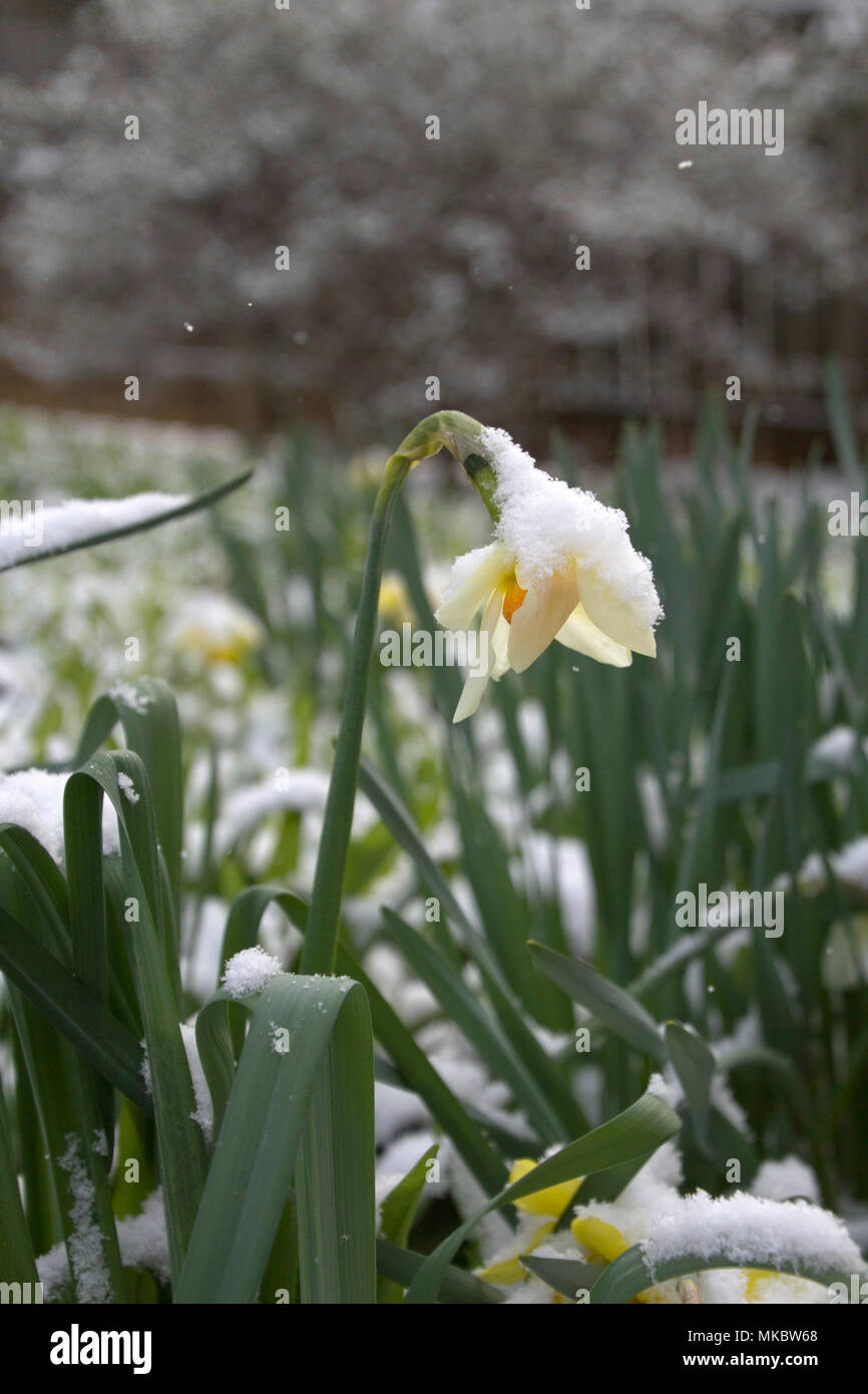 Harbringer of winter hires stock photography and images Alamy
