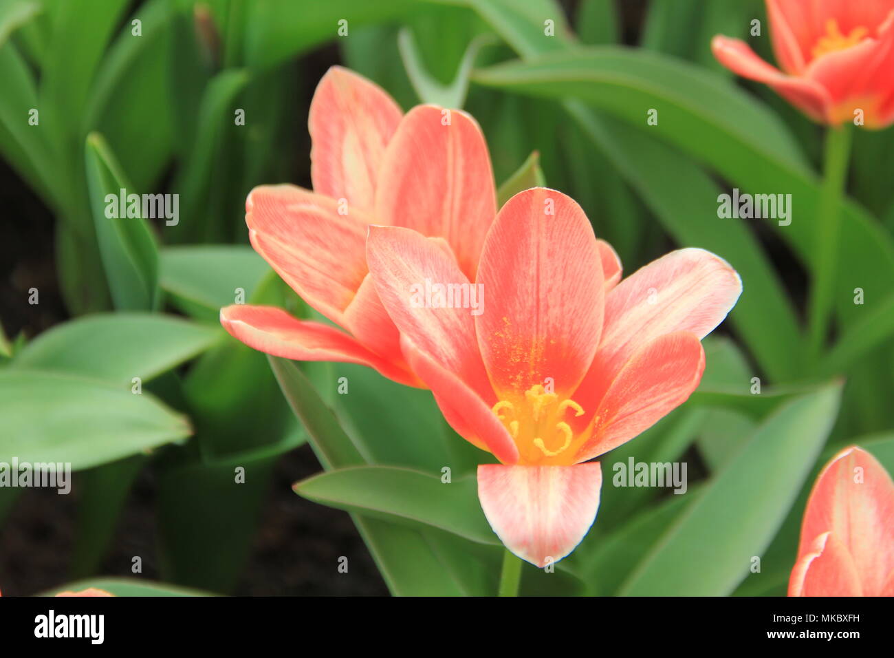 Tulips from Holland Stock Photo Alamy