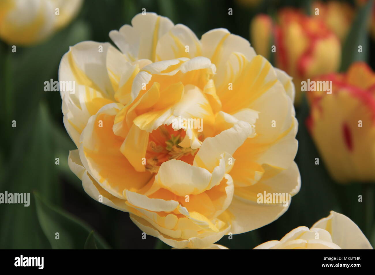 Flaming evita hi-res stock photography and images - Alamy