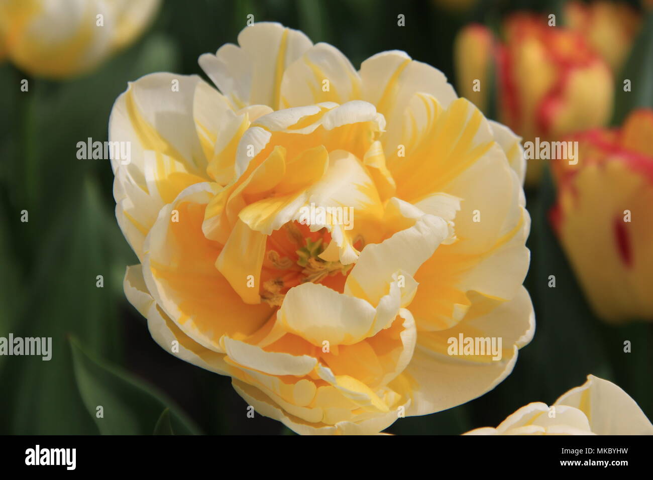 Tulip "Flaming Evita Stock Photo Alamy