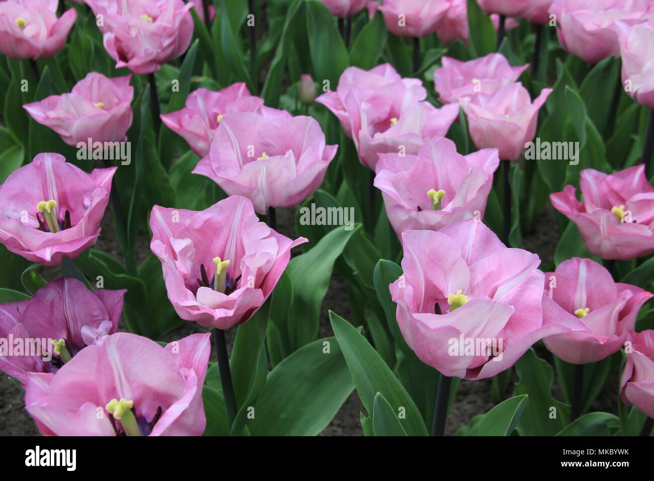 Tulip carre hires stock photography and images Alamy