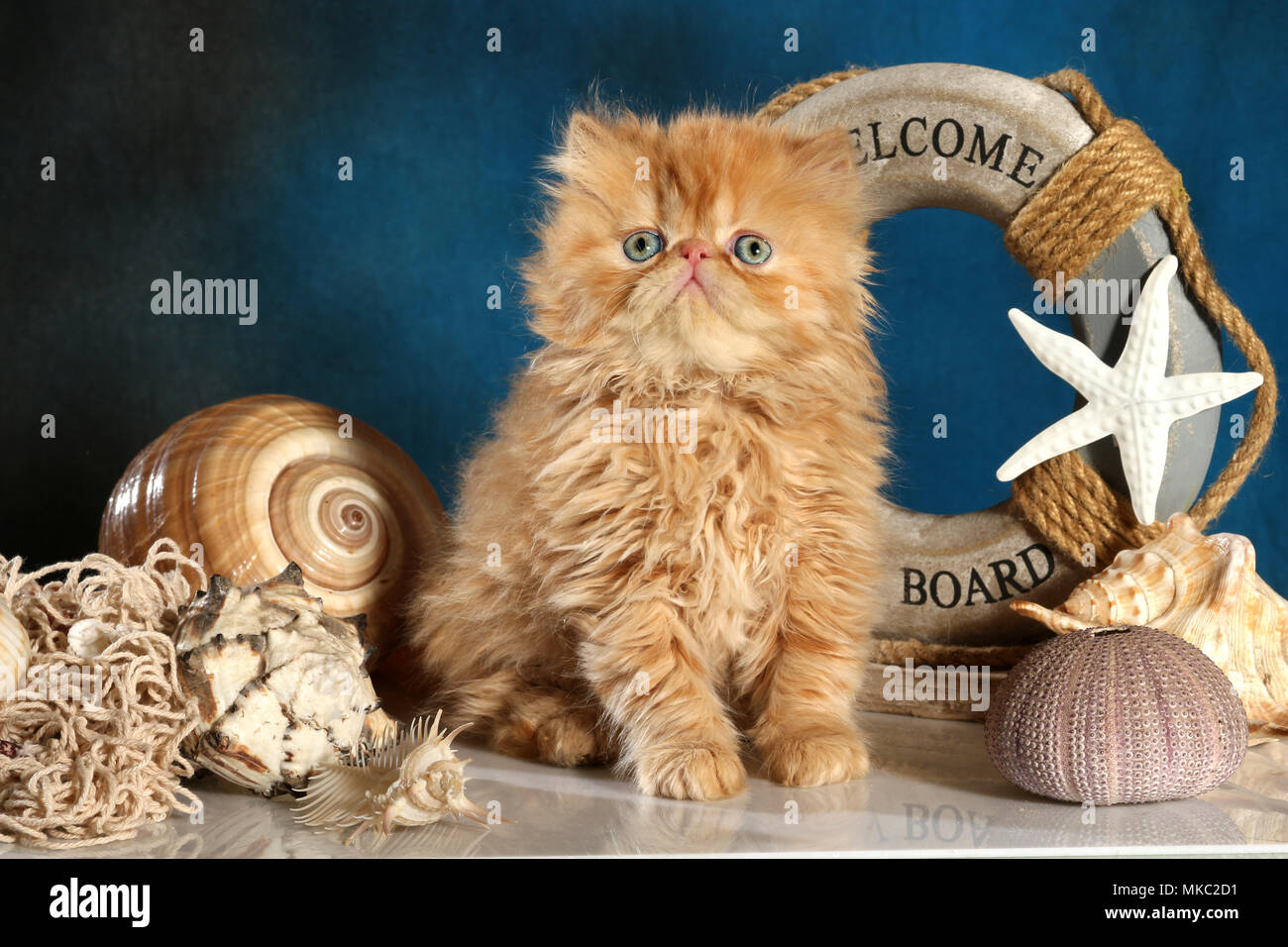 persian kitten, 7 weeks old, ginger Stock Photo Alamy
