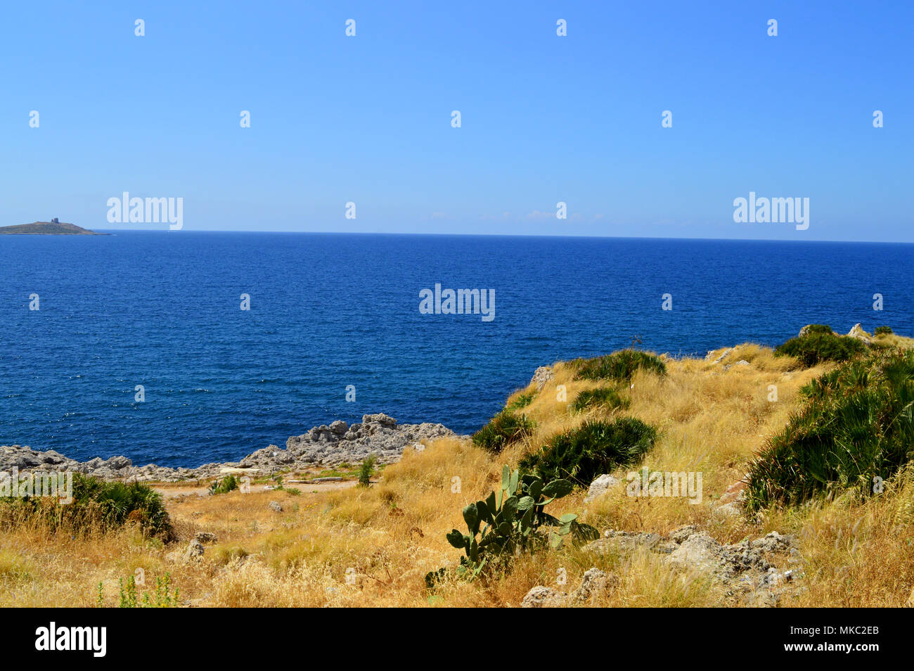 Close-up of the Typical Maquis Shrubland Dwarf Palms and on the Horizon l' Isola delle Femmine, Palermo, Sicily, Italy, Europe Stock Photo