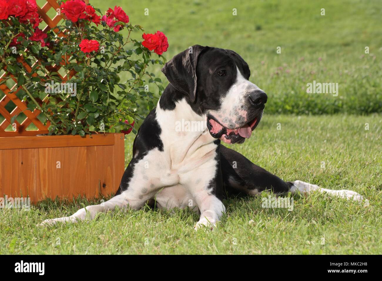 great dane, black and white, on a meadow Stock Photo